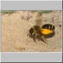 Dasypoda hirtipes - Hosenbiene w53d mit Pollen im Nestanflug.jpg